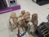 Chiots Pomsky à poil long chocolat à vendre
