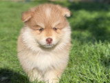 Chiots Pomsky à poil long chocolat à vendre
