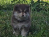 Chiots Pomsky à poil long chocolat à vendre