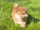 Chiots Pomsky à poil long chocolat à vendre