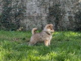 Chiots Pomsky à poil long chocolat à vendre