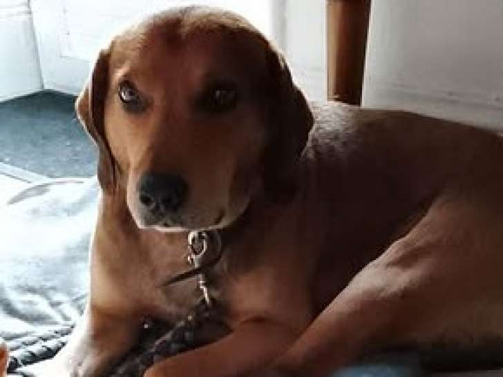 Bandi, adorable chien à adopter en association