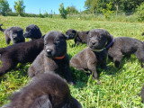 Chiots Berger Hollandais LOF à vendre