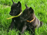 Chiots Berger Hollandais LOF à vendre