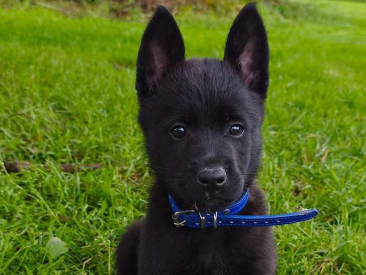 Chiots Berger Hollandais LOF à vendre