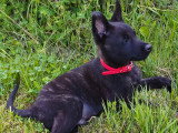 Chiots Berger Hollandais LOF Disponibles. 9 semaines.