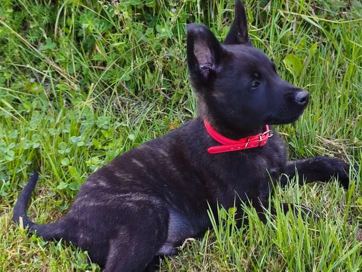 Chiots Berger Hollandais LOF Disponibles. 9 semaines.