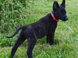 Chiots Berger Hollandais LOF Disponibles. 9 semaines.