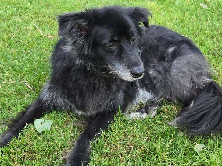 Maya, croisée Border à adopter en association