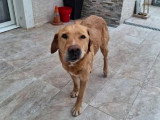Milka, adorable Labrador à adopter en association