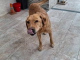 Milka, adorable Labrador à adopter en association