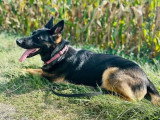 Pepsy, chienne Berger Allemand à adopter en association