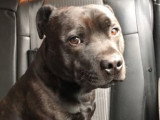 Sam, adorable Staffordshire Bull Terrier à adopter en association