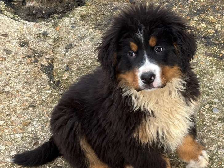 1 Chiot Femelle Bouvier Bernois LOF 3 Mois Disponible Février