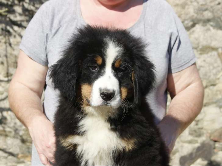 2 Femelles Bouvier Bernois LOF 3 Mois Disponibles