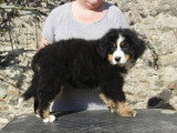 2 Femelles Bouvier Bernois LOF 3 Mois Disponibles