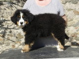 2 Femelles Bouvier Bernois LOF 3 Mois Disponibles