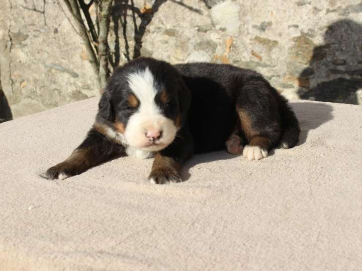 1 Chiot Femelle Bouvier Bernois 2 Mois LOF Disponible