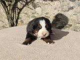 1 Chiot Femelle Bouvier Bernois 2 Mois LOF Disponible