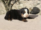 1 Chiot Femelle Bouvier Bernois 2 Mois LOF Disponible