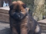 Chiot mâle de race Eurasier à vendre