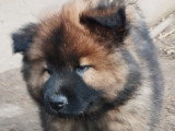 Chiot mâle de race Eurasier à vendre