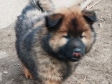 Chiot mâle de race Eurasier à vendre