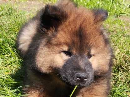 Chiot mâle de race Eurasier à vendre