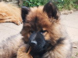 Chiot mâle de race Eurasier à vendre