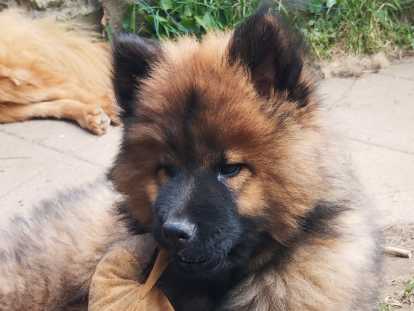 Chiot mâle de race Eurasier à vendre