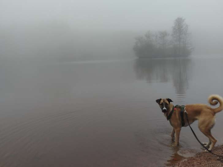 Chienne croisée Kangal, Berger Allemand et Dogue Argentin à donner