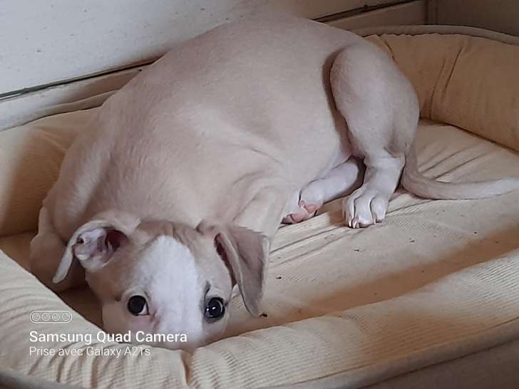 Chiots Whippet mâles LOF à vendre