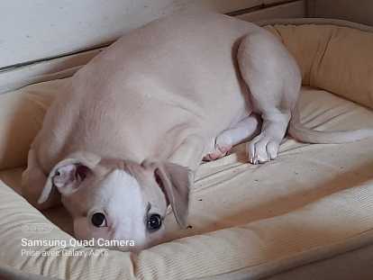 Chiots Whippet mâles LOF à vendre