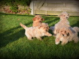 Chiots Maltipoo à vendre