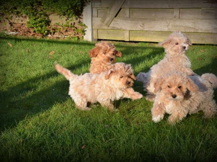 Chiots Maltipoo à vendre