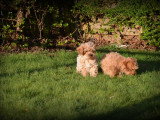 Chiots Maltipoo à vendre