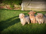 Chiots Maltipoo à vendre