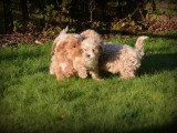 Chiots Maltipoo à vendre