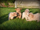 Chiots Maltipoo à vendre