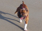 Taïko en balade à la plage