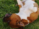 Taïko, mâle Staffordshire Bull Terrier disponible pour saillie