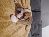 Chiots Bouledogue Anglais à vendre