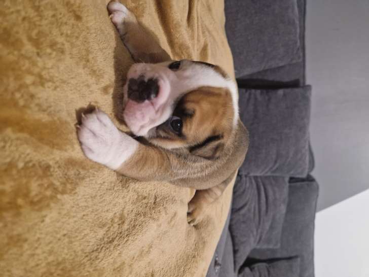 Chiots Bouledogue Anglais à vendre