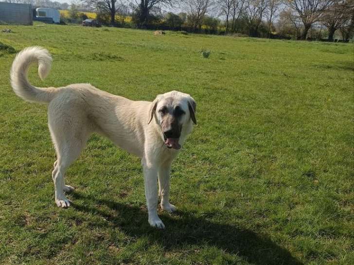 Femelle Berger Kangal LOF à vendre, 8 mois