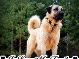 Femelle Berger Kangal LOF à vendre, 8 mois