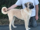 Femelle Berger Kangal LOF à vendre, 8 mois