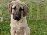 Femelle Berger Kangal LOF à vendre, 8 mois