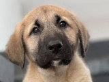 Femelle Berger Kangal LOF à vendre, 8 mois