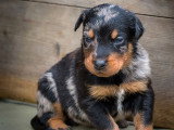 6 chiots Beauceron LOF à réserver, mâles et femelle, nés en février 2026