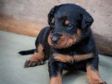 6 chiots Beauceron LOF à réserver, mâles et femelle, nés en février 2026